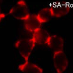 Biorecognition Chemistry