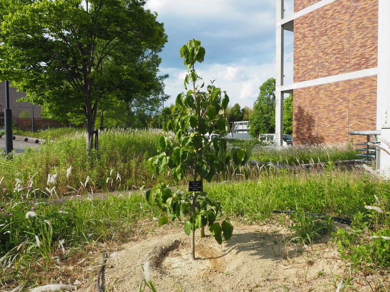 H30_卒業記念樹木