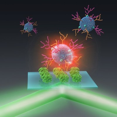 【研究成果】表層糖鎖パターン解析による細胞外小胞の多様性評価 －糖鎖を改変し、細胞との相互作用を制御する－
