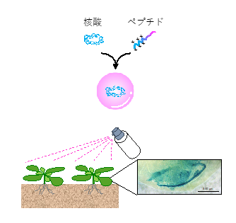 【研究成果】スプレーで植物を改変 －簡便な非遺伝子組換え植物改変法の開発－