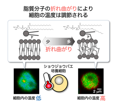 【研究成果】寒くなると細胞は自ら温度を上げようとする―細胞における新たな温度調節機構の発見―