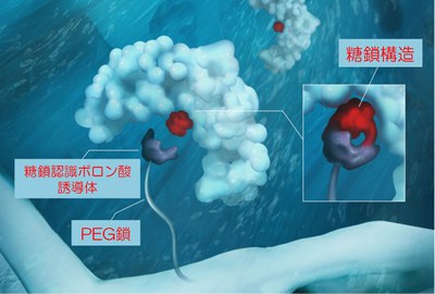 【研究成果】糖鎖の違いで糖タンパク質を見分ける新技術―抗体分離，ウイルス変異検出の高度化―