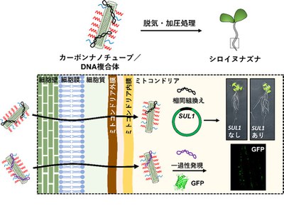 【研究成果】カーボンナノチューブで植物に遺伝子を送り込む－植物ミトコンドリアの効率的な遺伝子改変が可能に－