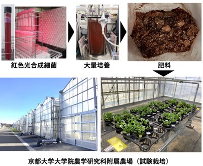 【研究成果】ゼロカーボン窒素肥料の作出に成功