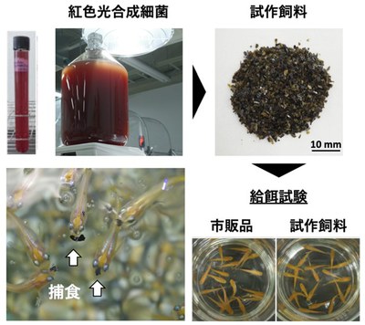 【研究成果】ゼロカーボン水産養殖用飼料の作出に成功