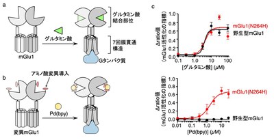 【研究成果】脳組織において狙った細胞の神経伝達物質受容体の活性化に成功―記憶・学習のメカニズム解明に期待―