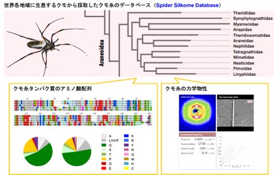 クモ糸の構造と力学物性をデータベース化－人工クモ糸材料の創出に貢献－