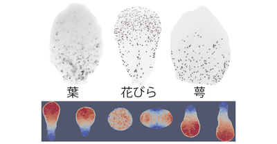 花びらの形が葉と違う仕組みを解明