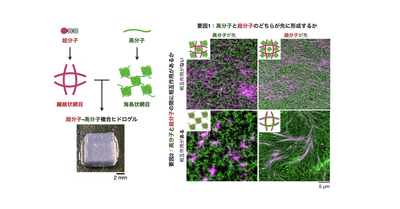 複合ゲルの網目構造を制御する因子を特定―次世代スマートマテリアル設計の新機軸へ―