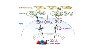 がんにおける新たな血管新生機構を発見～肉腫の融合遺伝子とその標的分子の機能を明らかにする～