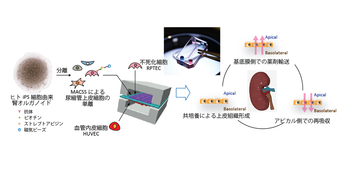 オルガノイド由来細胞を用いた腎近位尿細管モデルチップを開発 ~ヒトiPS細胞を用いた高機能Microphysiological systems ...