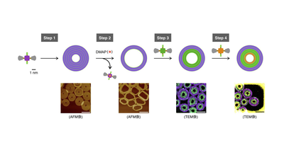 分子の自己集合プロセスを多段階で制御することに成功 ―分子を集めて数百ナノメートルの高次構造を精密合成―