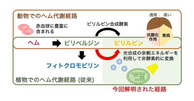 血液の分解産物ビリルビンが植物で作られることを発見ー植物の効率的な光合成に寄与している可能性ー