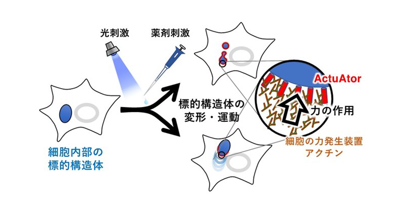 細胞の中のものを「押す」方法を開発 ―細胞内構造体の“かたち”と 細胞の中のものを「押す」方法を開発 ―細胞内構造体の“かたち”と