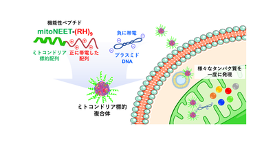 新規ミトコンドリア膜貫通ペプチドによる遺伝子送達 －ミトコンドリア内部で効率的な多重遺伝子発現を達成－