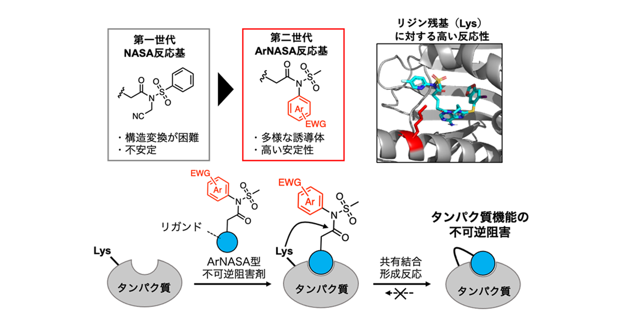 薬剤耐性変異を獲得したタンパク質の不可逆阻害に成功 ―不可逆阻害剤開発のための新たな分子デザイン― — 京都大学 工学部・大学院工学研究科
