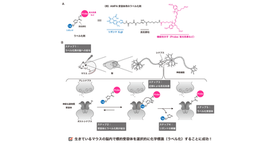 生きた動物脳内で発現する神経伝達物質受容体に目印を付ける新手法を開発ー遺伝子操作を伴わず、生体内でたんぱく質の機能解析が可能にー