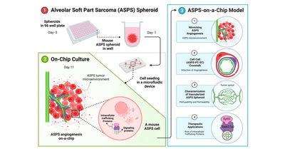 胞巣状軟部肉腫のオンチップモデルにより血管新生メカニズムを明らかに～Microphysiological systems (MPS)を活用した血管新生標的分子の評価～