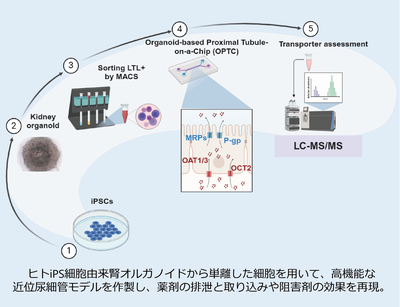 ヒトiPS細胞由来腎臓オルガノイドを用いた近位尿細管モデルを開発～薬物輸送体の機能解析と腎毒性評価のためのMicrophysiological systems (MPS)～