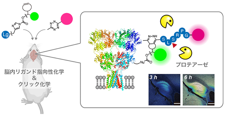 生きた動物脳内で蛍光センサーを組み立てる～遺伝子操作不要。脳内有機合成化学の新戦略～