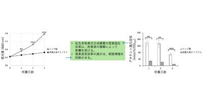 海洋性の光合成細菌の窒素固定能力が炭素源の種類で変化 －持続可能な物質生産への貢献を期待－