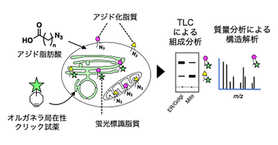 様々な脂肪酸含有脂質を細胞内小器官ごとに標識することに成功 ―脂肪酸代謝物の細胞内動態を解析可能に―