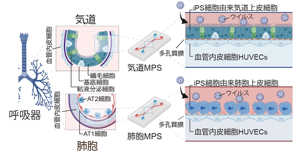 ヒトiPS細胞由来の気道および肺胞モデルでウイルス感染を再現 ―気道と