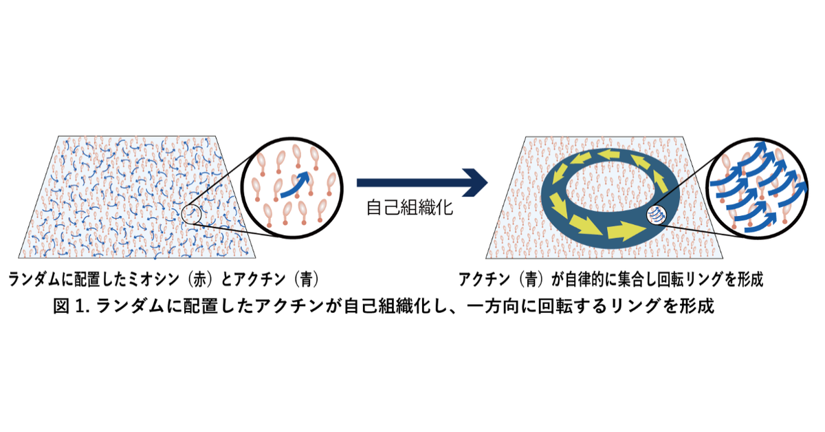 分子モーターによる秩序形成の原理を解明 ～細胞内の「秩序」が