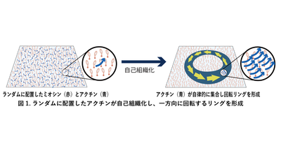 分子モーターによる秩序形成の原理を解明 ～細胞内の「秩序」が生まれる仕組みを発見～