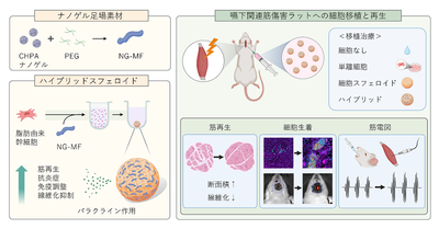 多糖ファイバー融合スフェロイドによる筋再生 ―材料が細胞機能を再設計する再生医療―