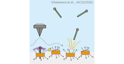 環状分子の“協同作業”を可視化することに成功