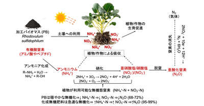 環境フレンドリーな微生物由来窒素肥料を開発 －海洋性紅色光合成細菌の窒素肥料効果と環境負荷の解明－