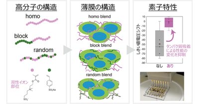 抗付着性の生体センサー用高分子材料を開発 ―高分子の設計が膜構造と「汚れにくさ」を左右―