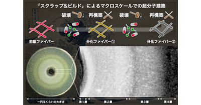 生物に倣うスクラップ&ビルドの超分子建築 ―進行波による人工ソフト材料の空間制御―