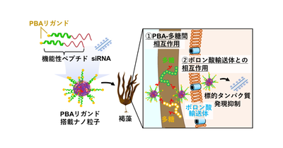 褐藻への核酸送達技術の確立 －非遺伝子組換えかつ簡便な褐藻改変手法の開発－