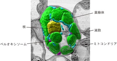 一つの植物細胞を丸ごと3次元で再現－光依存的なオルガネラの変化をナノスケールで探る－